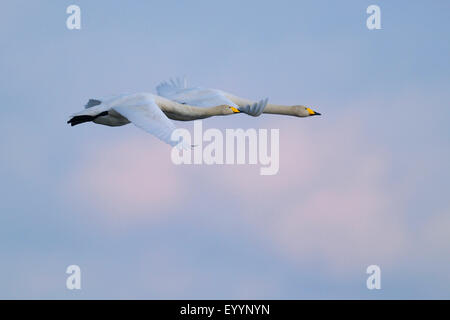 Cygne chanteur (Cygnus cygnus), paire en vol, la Suède, le lac Hornborga Banque D'Images