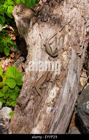 Lézard des murailles (Podarcis muralis Lacerta muralis, les lézards des murailles), deux bains de soleil à un vieil arbre tôt le matin, Suisse, Grisons Banque D'Images