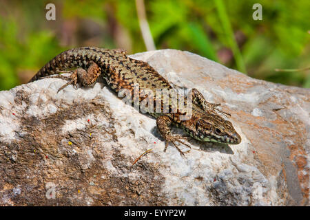 Lézard des murailles (Podarcis muralis, Lacerta muralis), un bain de soleil sur une pierre en début de matinée, Suisse, Grisons Banque D'Images