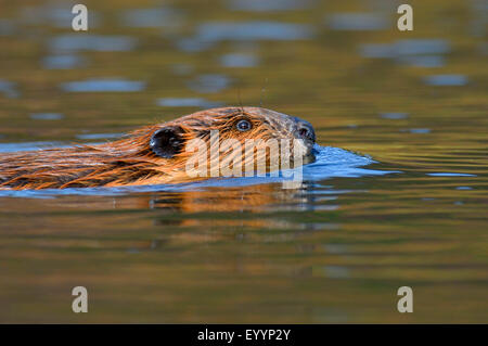 Castor du Canada, Canadian beaver (Castor canadensis), natation, beaver USA, Alaska, Denali Nationalpark Banque D'Images