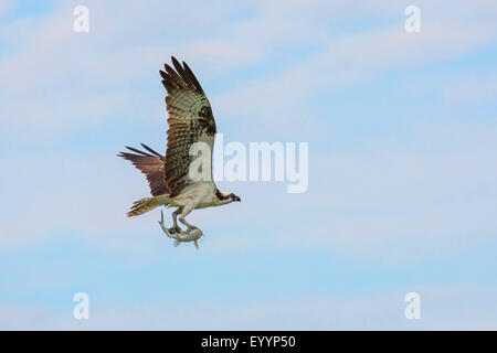 Osprey, le poisson hawk (Pandion haliaetus), battant avec pris le poisson-chat, hardhead Ariopsis felis, USA, Floride, Kissimmee Banque D'Images