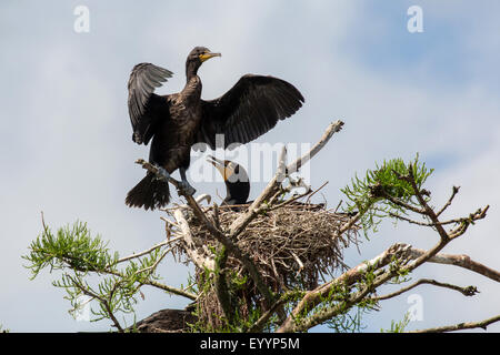 Cormoran à aigrettes (Phalacrocorax auritus), coupé d'élevage au nid, USA, Floride, Kissimmee Banque D'Images