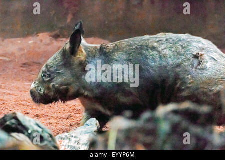 Hairy Wombat à nez plat du sud (Lasiorhinus latifrons), marche à pied, de l'Australie, l'Australie Occidentale Banque D'Images