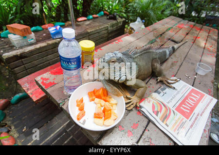 Iguane vert, Iguana iguana iguana (commune), iguane vert, allongé sur une table et de manger des morceaux de fruit, Singapour Banque D'Images