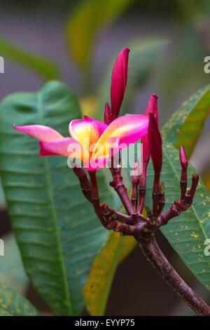 Templetree, rouge (plumeria Plumeria rubra), l'inflorescence, Singapour Banque D'Images