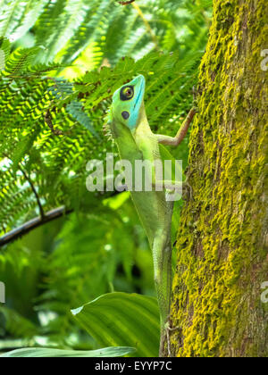 Lézard à crête verte (Bronchocela cristatella), vert lézard à crête climping un souches moussues, Singapour Banque D'Images