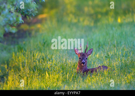 Le chevreuil (Capreolus capreolus), roe buck reposant au petit matin dans un pré, Suisse, Sankt Gallen Banque D'Images