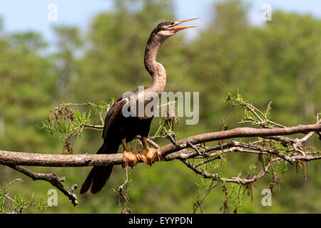 Dard d'Amérique (Anhinga anhinga), femme, USA, Floride, Kissimmee Banque D'Images