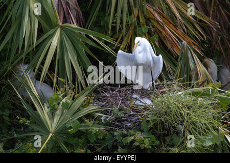 Grande Aigrette Grande Aigrette (Egretta alba, Casmerodius albus, Ardea alba), des profils de donner de l'ombre avec ses ailes pour les oisillons au nid, USA, Floride, Gatorland, Kissimmee Banque D'Images