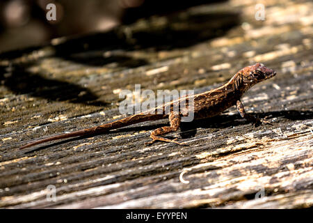 Brown anole anole cubaine, (Anolis sagrei, Norops sagrei), femme, USA, Floride, Kissimmee Banque D'Images