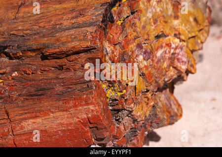 Journal pétrifié, USA, Arizona, Petrified Forest National Park Banque D'Images