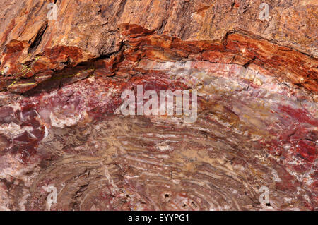 Journal pétrifié, USA, Arizona, Petrified Forest National Park Banque D'Images