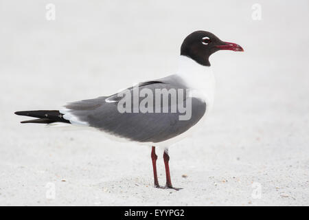 Laughing Gull (Larus atricilla), debout dans le sable, USA, Floride, Westkueste, Kissimmee Banque D'Images