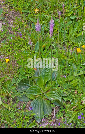 Hoary plantain (Plantago media), la floraison, Allemagne Banque D'Images