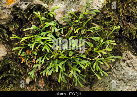 Le nord de l'spleenwort fourchue, spleenwort (Asplenium septentrionale), dans les crevasses, Allemagne Banque D'Images