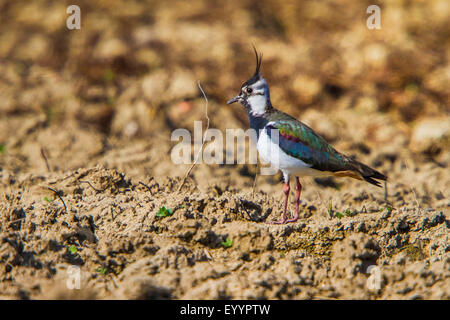 Le nord de sociable (Vanellus vanellus), Comité permanent sur l'acre, Allemagne, Bavière, Isental Banque D'Images