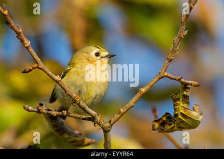 Goldcrest (Regulus regulus), est assis sur une branche, Suisse, Valais Banque D'Images