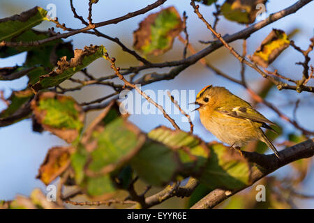 Goldcrest (Regulus regulus), l'homme est assis sur une branche du chant, Suisse, Valais Banque D'Images