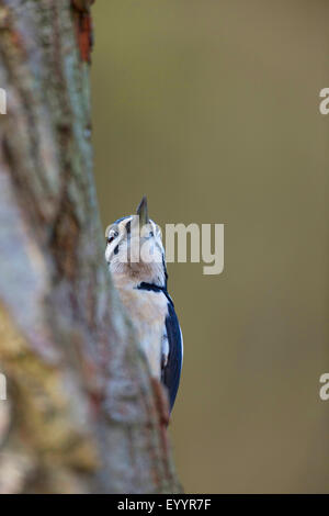 Great spotted woodpecker (Picoides major, Dendrocopos major), homme à la recherche de la nourriture à un tronc d'arbre, Allemagne Banque D'Images