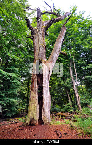 Old dead tree dans l'ancienne forêt de Sababurg, Allemagne, Hesse, Reinhardswald Banque D'Images