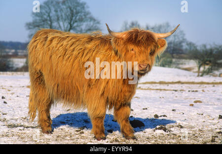 Scottish Highland bovins (Bos primigenius f. taurus), en hiver à la neige, Allemagne Banque D'Images