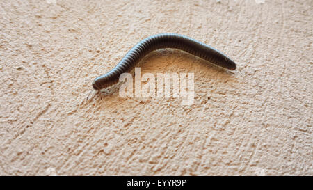 Millepede, mille-unijambiste, myriapodian (Myriopodes), à un mur de la maison, de l'Espagne, Baléares, Majorque Banque D'Images