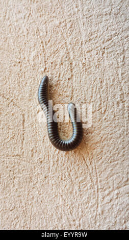 Millepede, mille-unijambiste, myriapodian (Myriopodes), à un mur de la maison, de l'Espagne, Baléares, Majorque Banque D'Images