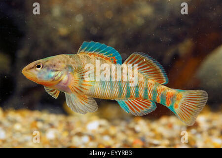 Le dard arc-en-ciel (Etheostoma caeruleum), homme Banque D'Images