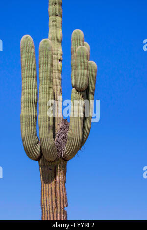 Grand-duc d'Amérique (Bubo virginianus), l'élevage de saguaro, USA, Arizona Sonora, Banque D'Images