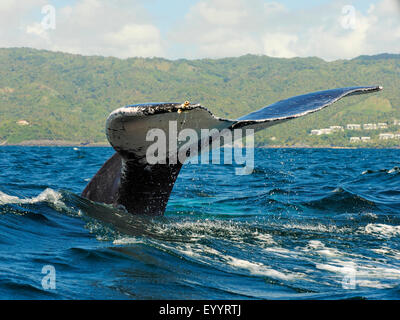 Baleine à bosse (Megaptera novaeangliae), queue, République dominicaine, Samana Banque D'Images