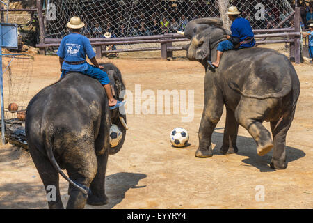 L'éléphant d'Asie, l'éléphant d'Asie (Elephas maximus), les éléphants jouent au soccer sur le Maesa Elephant Camp, Chiang Mai, Thaïlande, Maesa Elephant Camp Banque D'Images