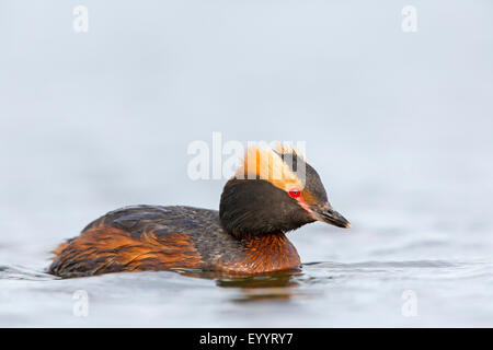 Quantite grebe (Podiceps auritus), nage avec plumage nuptial, l'Islande Banque D'Images