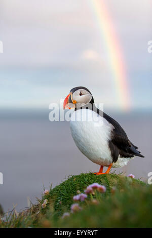 Macareux moine, Fratercula arctica Macareux moine (commune), les macareux moine debout sur une colline, dans l'arrière-plan un arc-en-ciel, l'Islande, Vestfirdir, Hvallaetur Banque D'Images