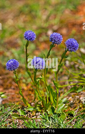 Ball Fleur, Globularia Commun Commun, fleur, globe Globe Globularia punctata (Daisy), blooming, Allemagne Banque D'Images