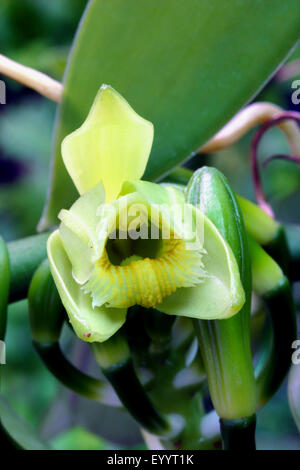 La vanille (Vanilla planifolia), fleur Banque D'Images