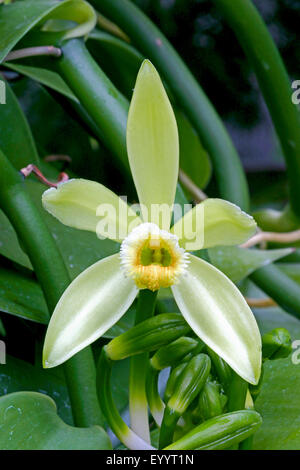 La vanille (Vanilla planifolia), fleur Banque D'Images