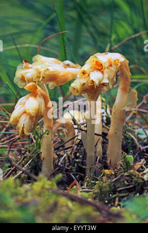 Faux hêtre diminue, l'oiseau jaune-nest, pinesap (Monotropa hypopitys), blooming, Allemagne Banque D'Images