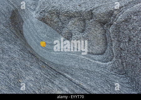 Feuille d'automne dans l'eau dans la cavité de roche, gneiss, Suisse, Tessin, Verzascatal Banque D'Images