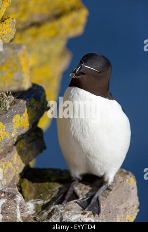 Petit pingouin (Alca torda), sur une corniche, l'Islande, Vestfirdir, Hvallaetur Banque D'Images