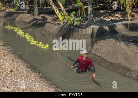 Cocotier (Cocos nucifera), piscine d'eau de coco récoltées dans le transport, la Thaïlande Banque D'Images