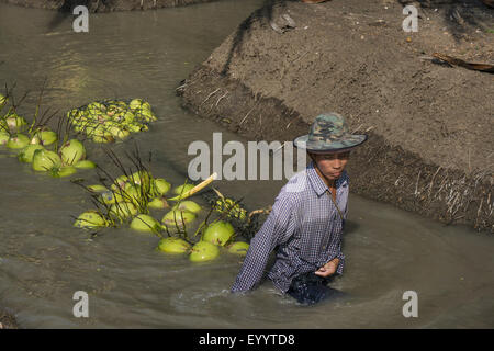 Cocotier (Cocos nucifera), piscine d'eau de coco récoltées dans le transport, la Thaïlande Banque D'Images