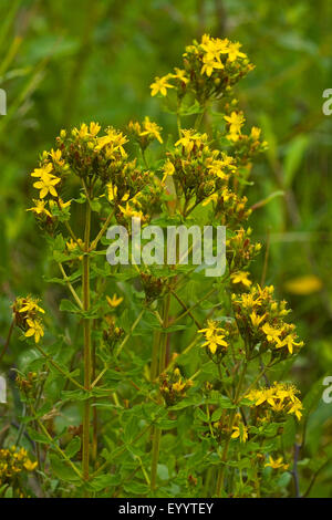 Tige carrée St John's-millepertuis (Hypericum tetrapterum), blooming, Allemagne Banque D'Images