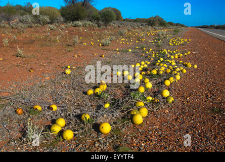 Apple, amer (Citrullus colocynthis colocynthis), de nombreux fruits dans un éventaire routier, l'Australie, Australie occidentale, Mount Magnet Route de grès Banque D'Images