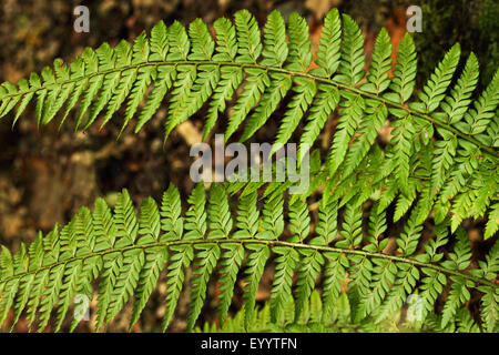 Bouclier dur (fougère Polystichum aculeatum), deux frondes, Allemagne Banque D'Images