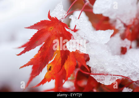 L'érable japonais (Acer palmatum), les feuilles d'automne avec de la neige Banque D'Images