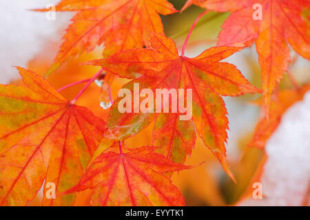 L'érable japonais (Acer palmatum), les feuilles d'automne avec de la neige Banque D'Images