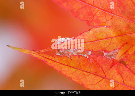 L'érable japonais (Acer palmatum), les feuilles d'automne avec de la neige Banque D'Images