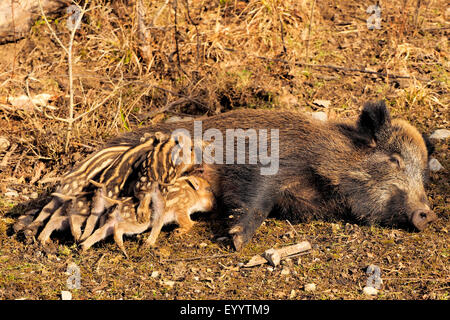 Le sanglier, le porc, le sanglier (Sus scrofa), wild sow sucer avortons, Allemagne, Bade-Wurtemberg Banque D'Images