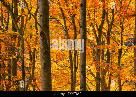 Le hêtre commun (Fagus sylvatica), forêt de hêtres en automne, Suisse Banque D'Images