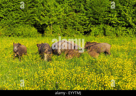 Le sanglier, le porc, le sanglier (Sus scrofa), les sangliers dans un pré de fleurs au printemps, l'Allemagne, Bade-Wurtemberg Banque D'Images